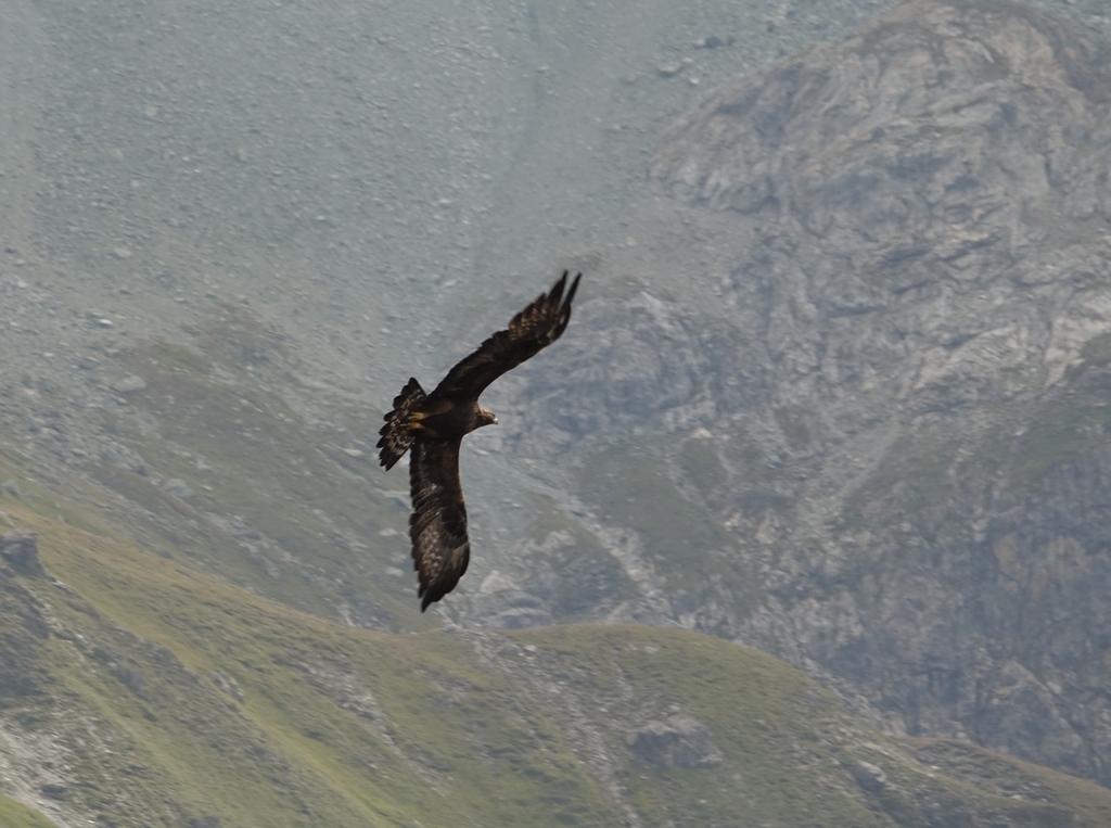 Bei der Thur Quellgebiet Exkursion des Swiss Home River Bioblitz 2026 wird es mit Glück auch den Steinadler zu sehen geben.
