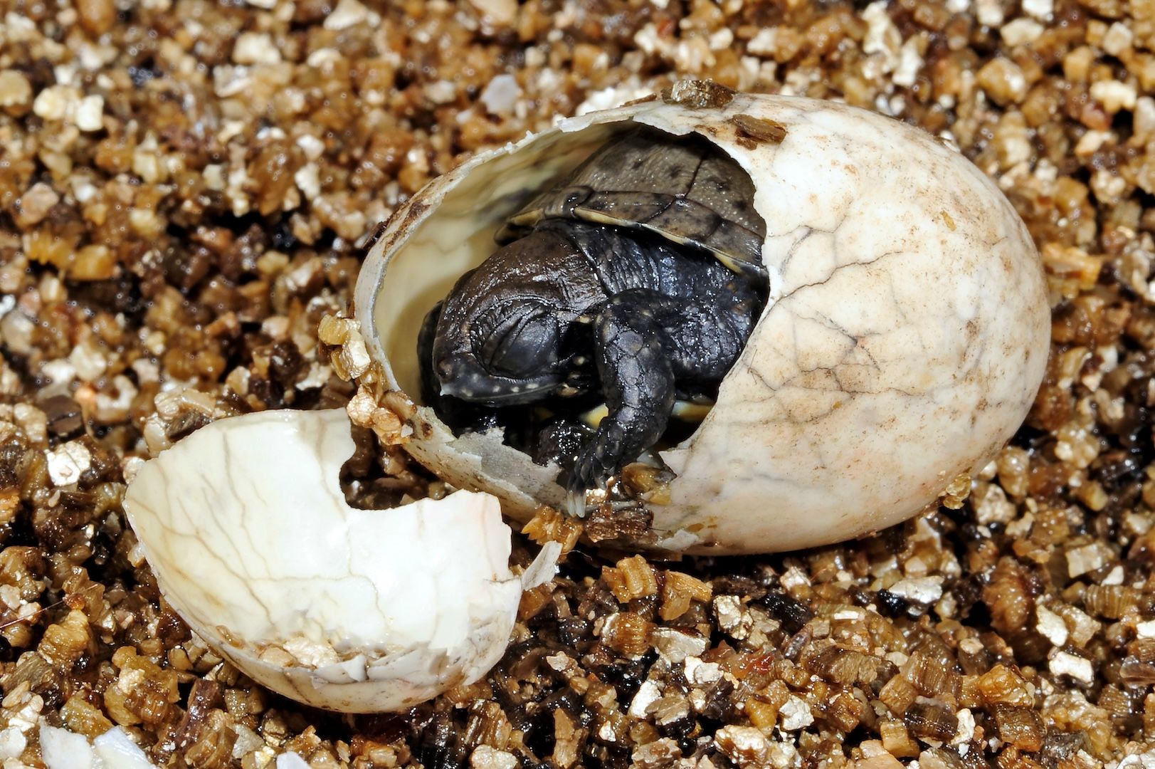 Eine Europäische Sumpfschildkröte schlüpft im sandigen Untergrund.