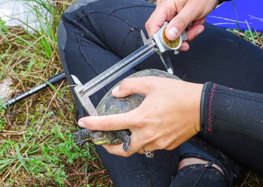 Ein Person sitzt im Gras und misst die Länge einer Europäischen Sumpfschildkröte.