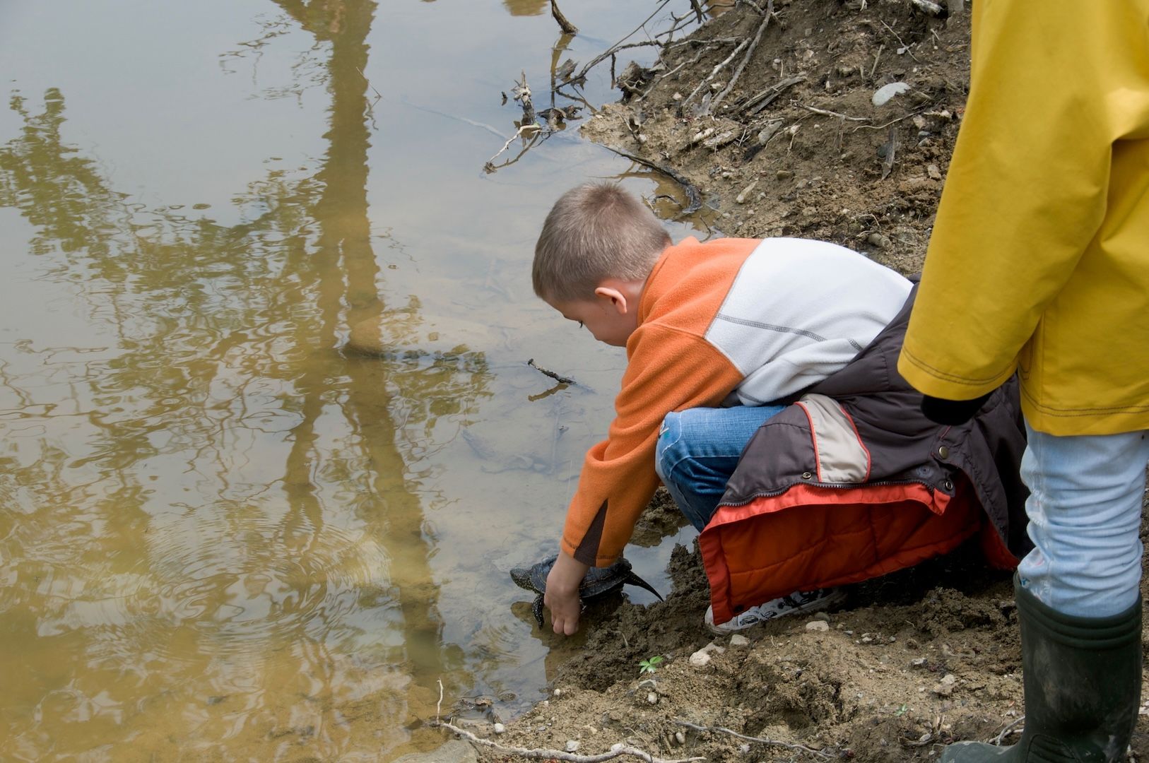 Ein Kind setzt eine Europäische Sumpfschildkröte in einen Stillwasserbereich.