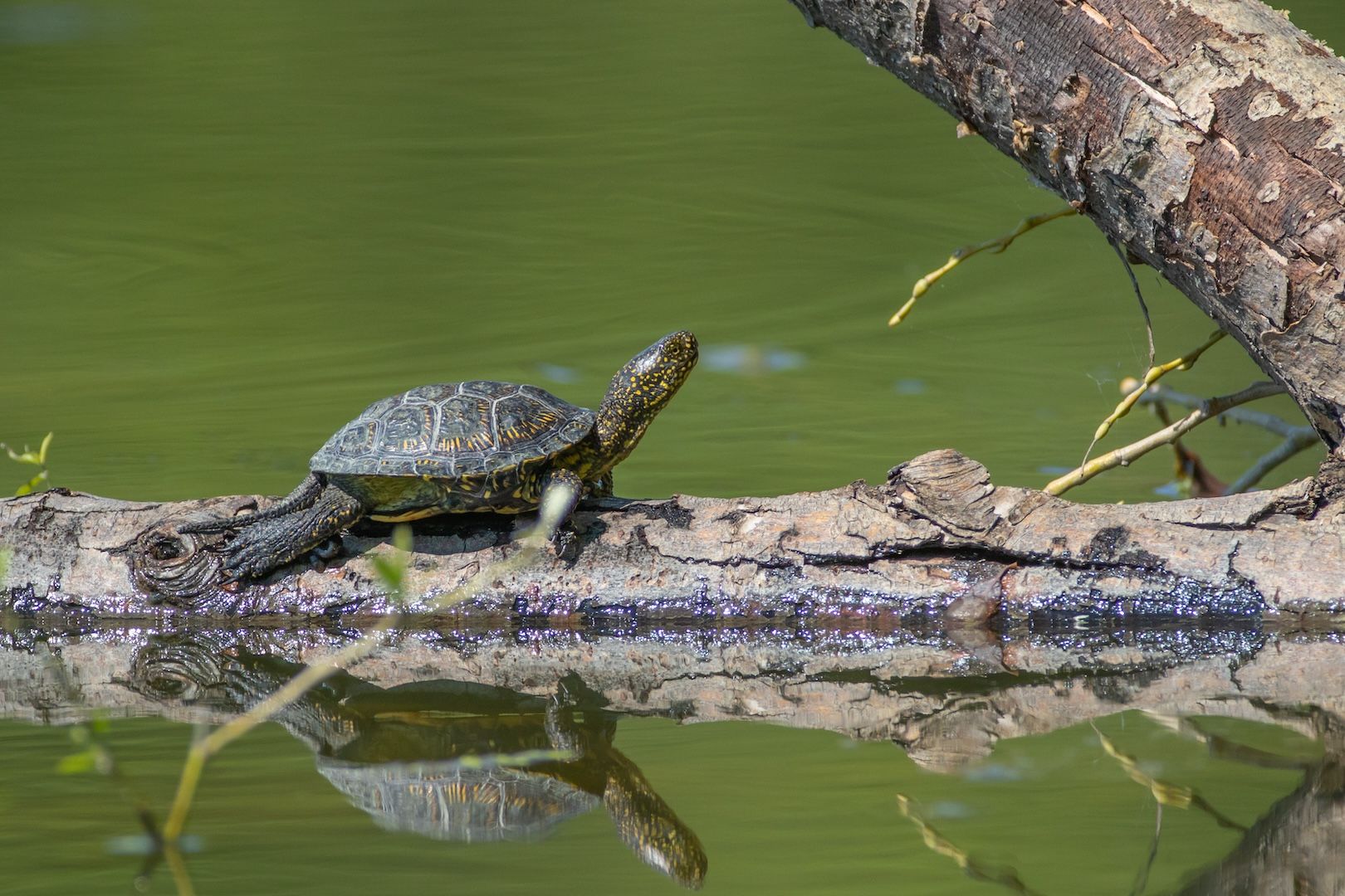Eine Europäische Sumpfschildkröte sitzt auf einem Baumstamm, der im halb Wasser liegt.