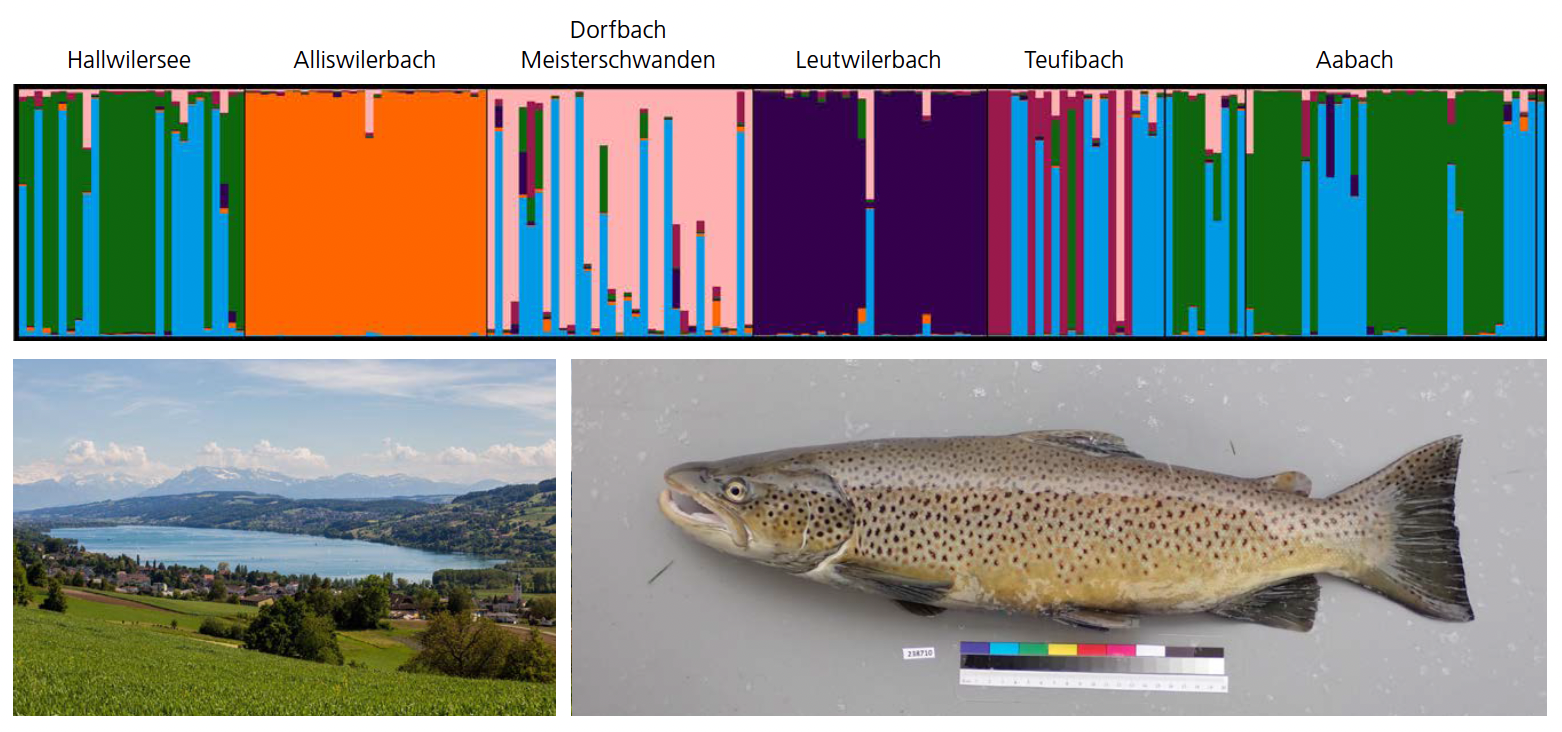 Die Abbildung zeigt jeweils ein Bild einer Seeforelle sowie des Hallwilersees. Darüber ist ein Strukturplot abgebildet, der die Verwandschaftsbeziehungen von Seeforellen im Hallwilersee und dessen Zuflüssen darstellt.