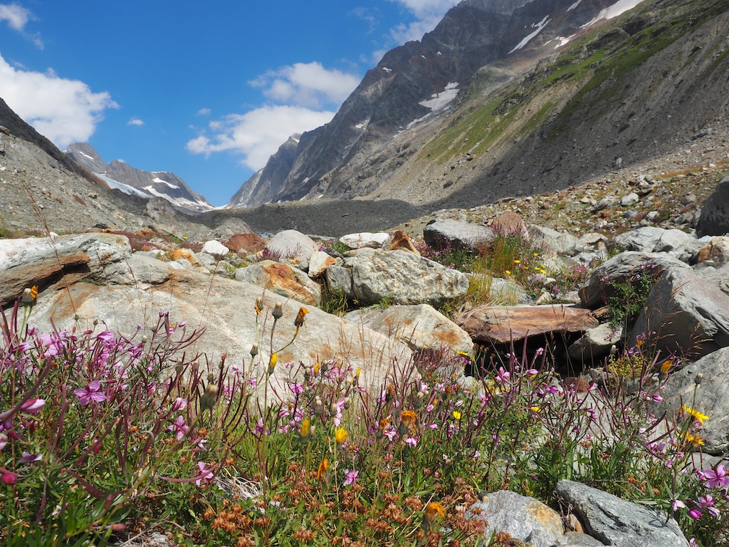 Viele lila und wenige gelb-blühende Blümchen, daher sind Felsen und steile Hänge.