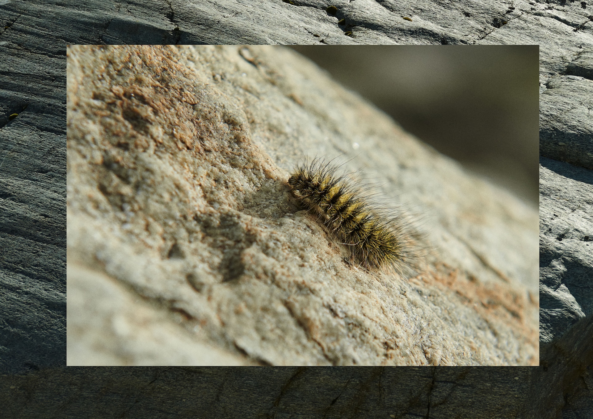 Gelb-schwarze Raupe mit langen schwarzen Haaren auf einem Stein