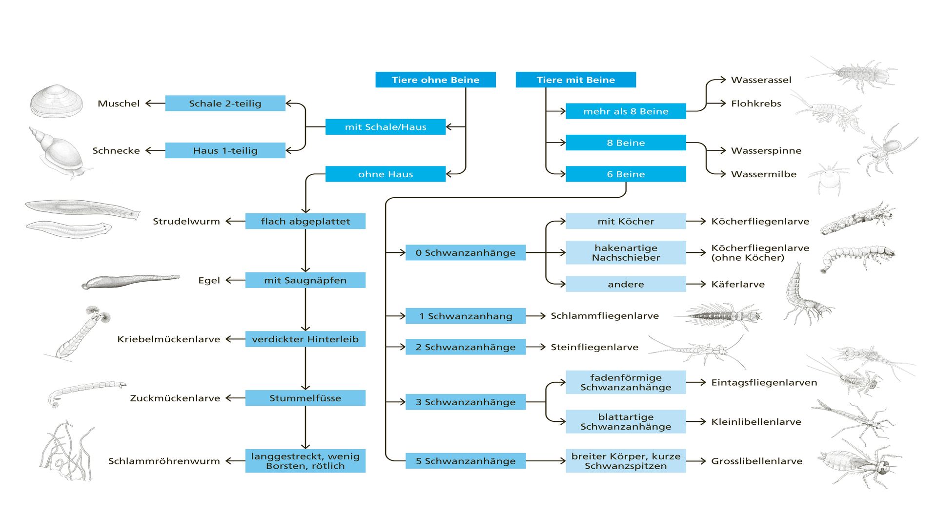 bestimmungsschlüssel-makrozoobenthos