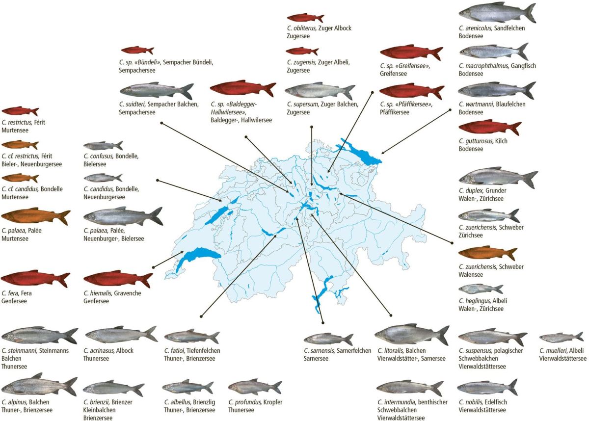 Eine Karte der Schweiz mit Felchen-Bildern um die Karte herum und Pfeilen auf die Seen, in denen sie leben.