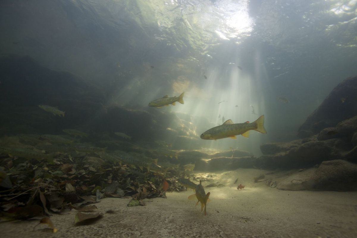 Blick auf einen kleinen Fluss mit Kiesbank, wo Menschen spielen und entspannen, der Fluss ist von Bäumen umgeben.