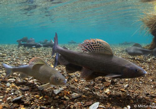 Fische in der Schweiz (1/2020)