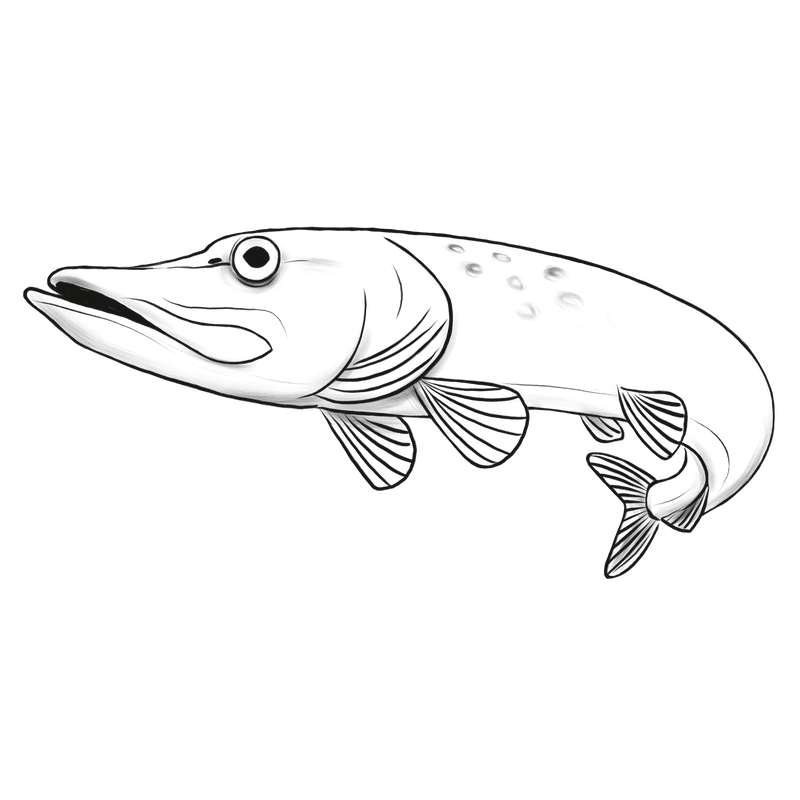 Zeichnung eines Hechtes