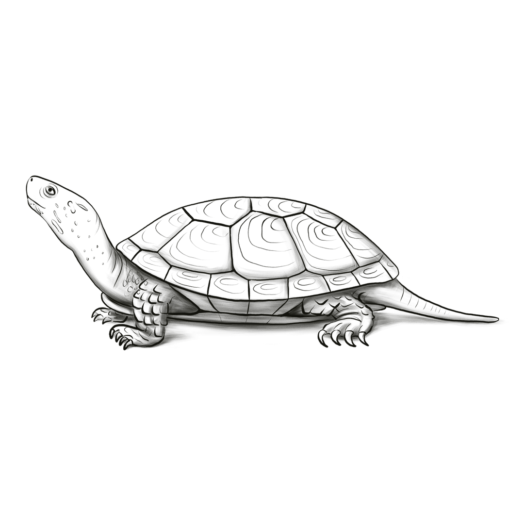 Zeichnung eines Hechtes