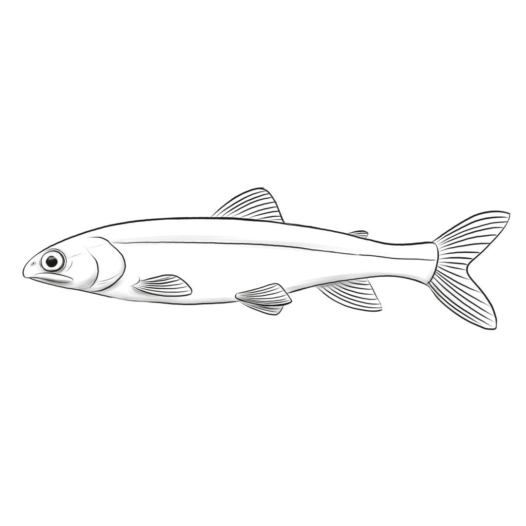 Zeichnung eines Tiefseesaiblings