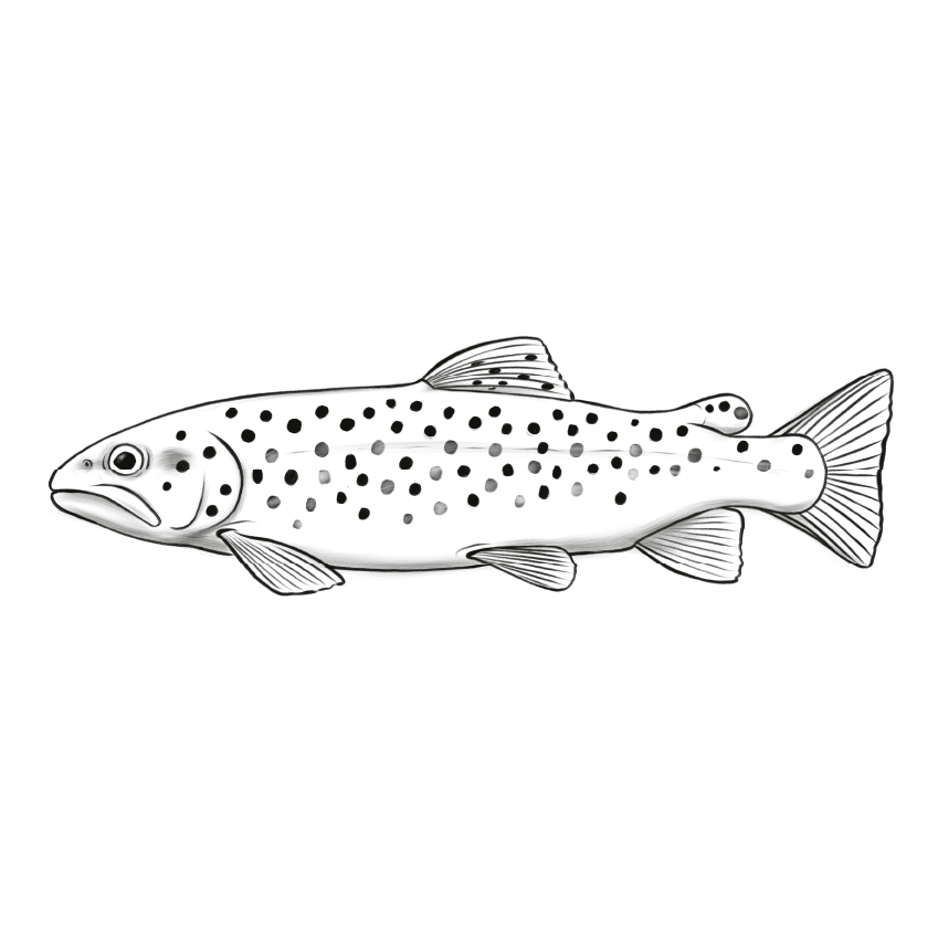 Zeichnung eines Hechtes