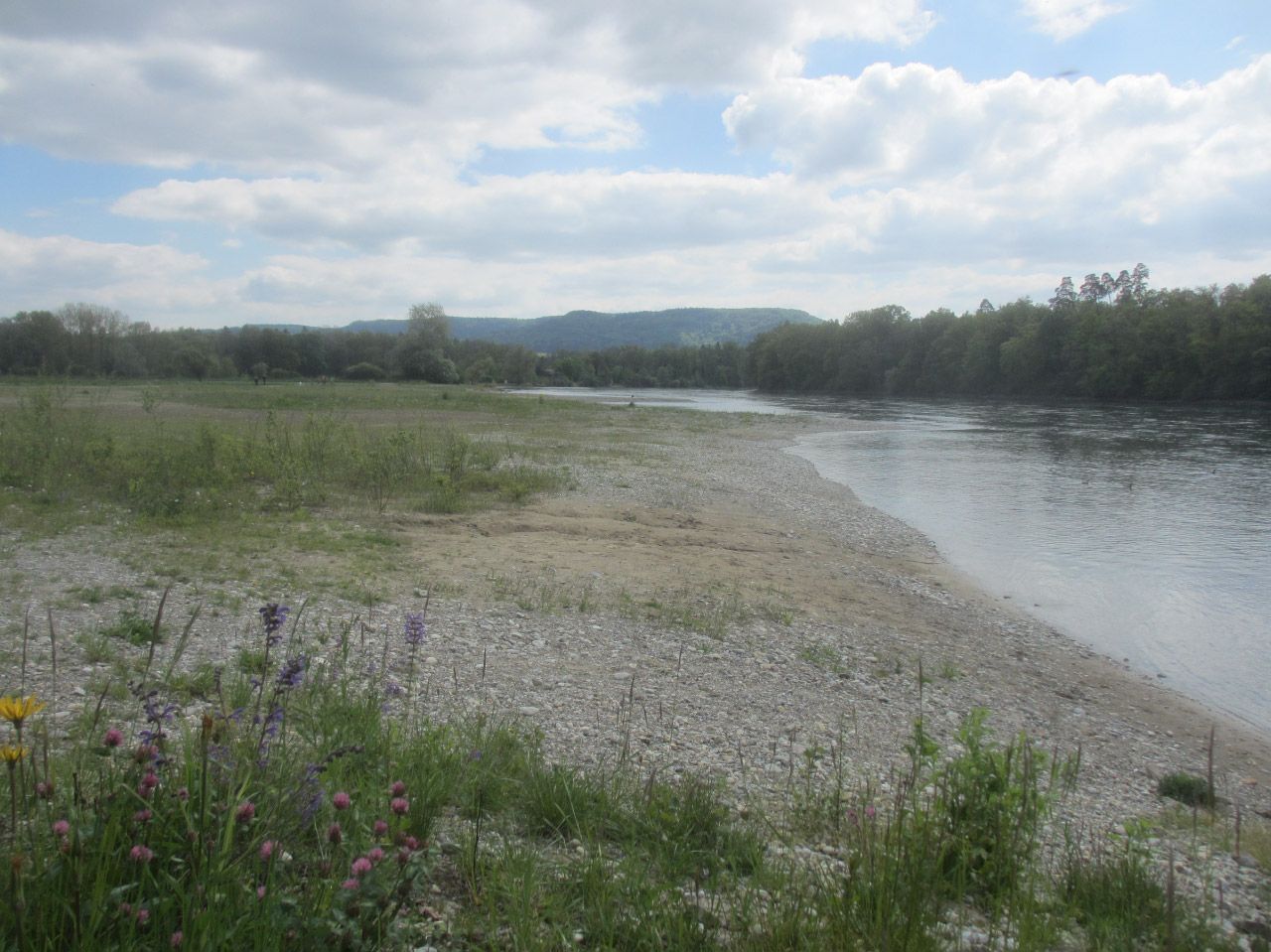 Die Thur mit einem bewachsenen, flachen Ufer im Vordergrund. Im Hintergrund ist Wald.