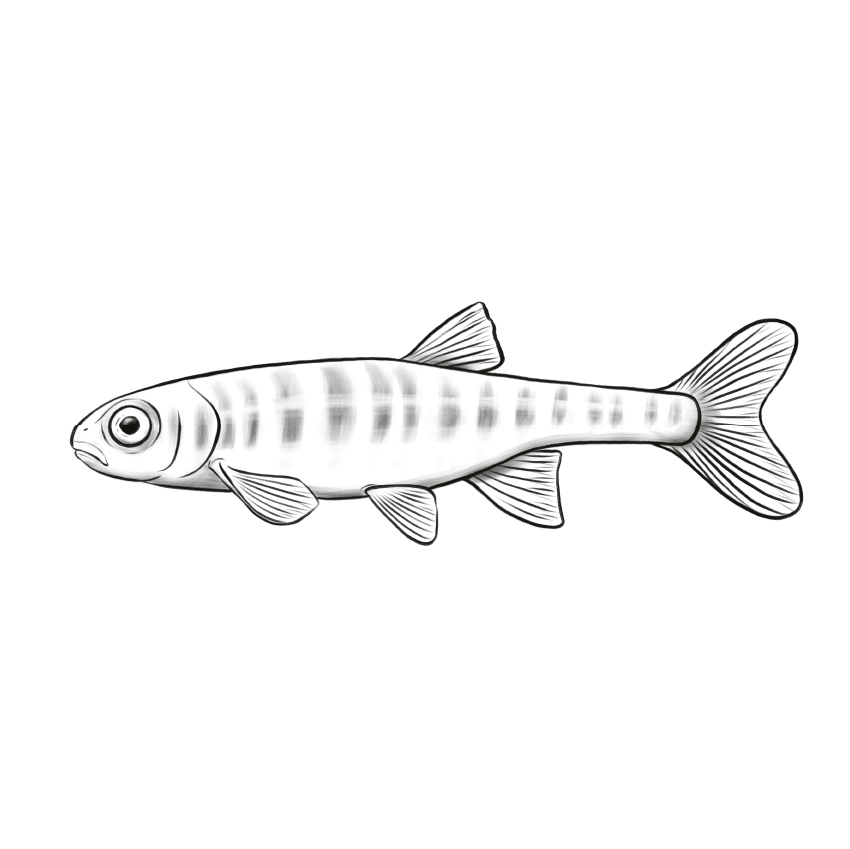 Zeichnung einer Elritze