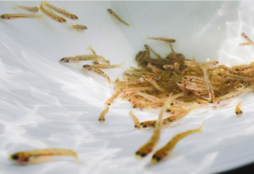 Junge Forellen: Die Forelle macht's selbst