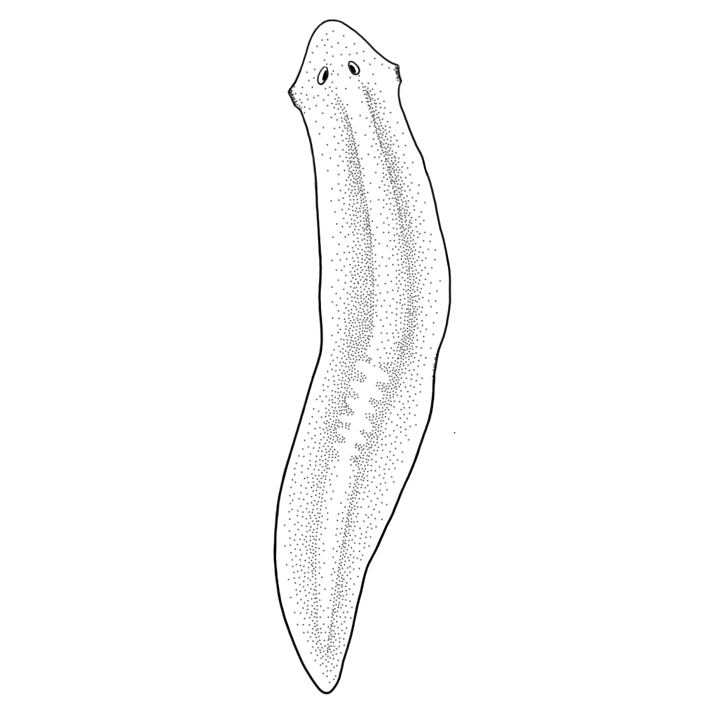 Zeichnung eines Dreieckskopf-Strudelwurm